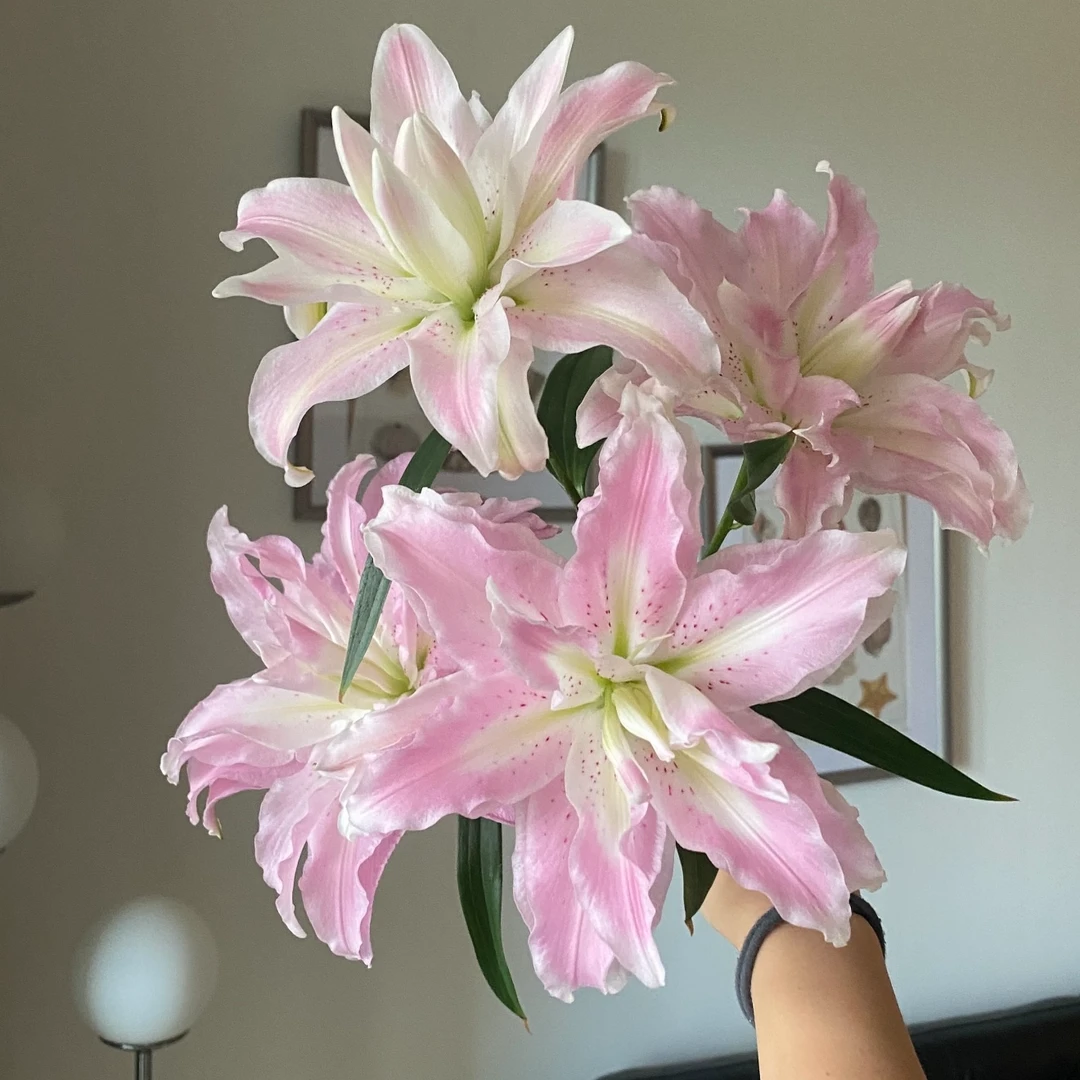 三岁花集-基地重瓣香水百合嫣然 （一单顺丰冷链包邮)