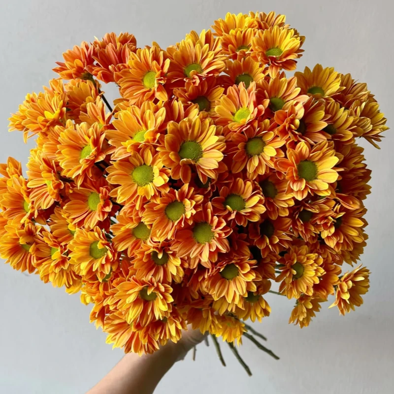 【千寒】橘子汽水小雏菊次日达顺丰包邮