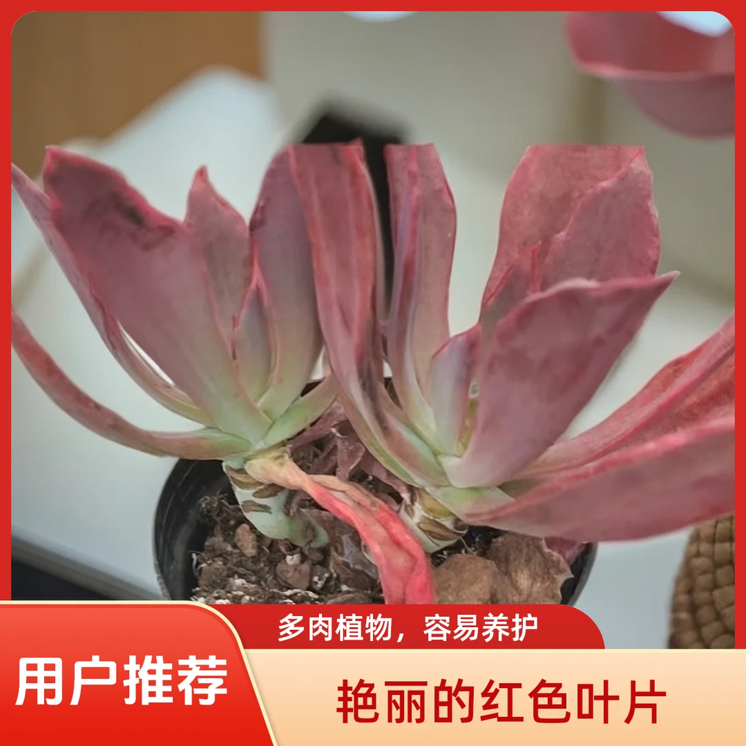 钻石锦多肉植物盆栽品种好养适合办公室阳台