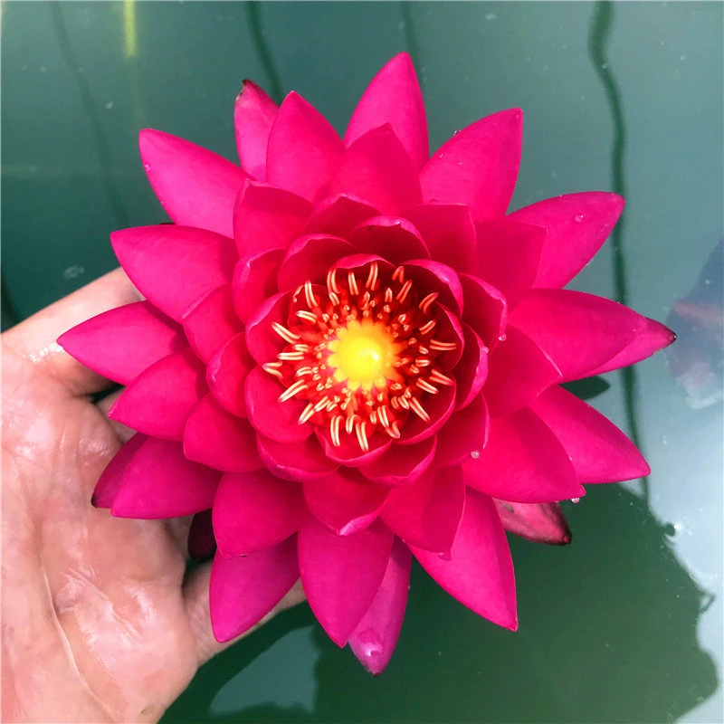 【谭群】睡莲根块带芽带花苞水培植物水养莲花四季水生花卉荷花苗