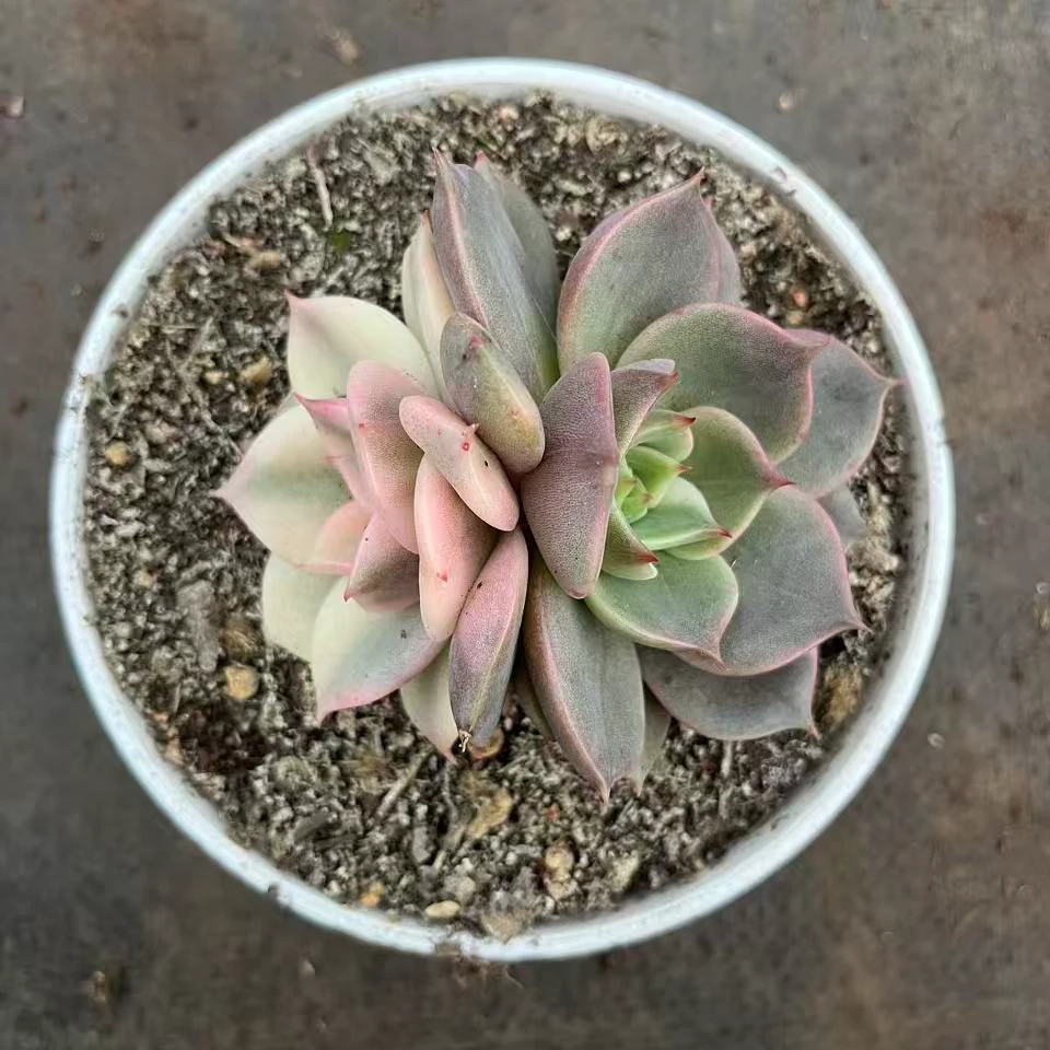 贝加尔湖双头覆轮锦12CM以上大尺寸基地直发好养活高品质多肉植物