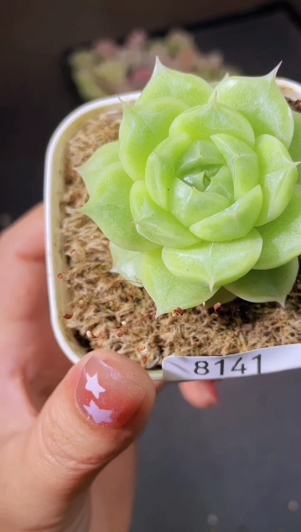 8141花翡随机量拍发一个