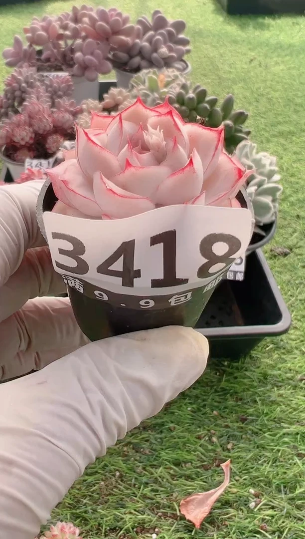 【闪购商品】信福多肉一物一拍