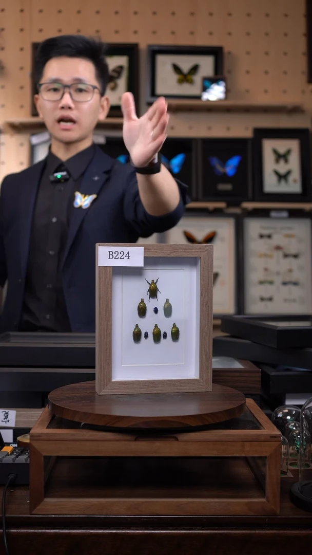 不****?微瑕蝴蝶标本摆件一口价b224