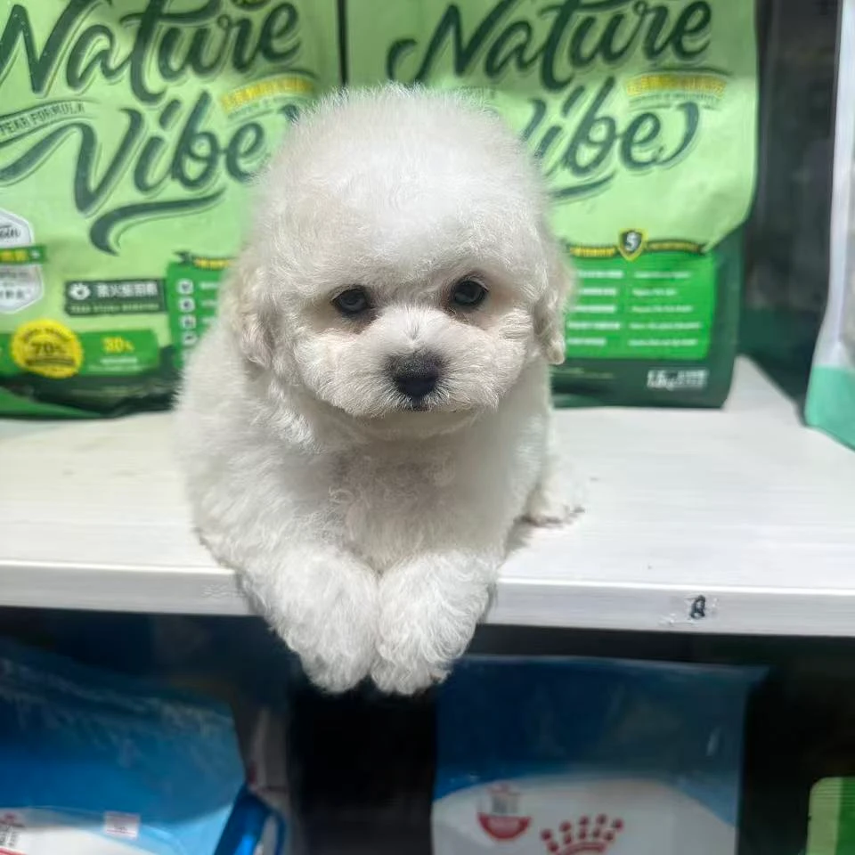02小许犬舍家的宠物狗