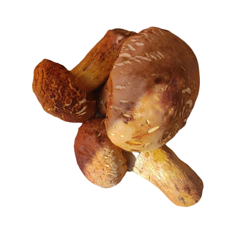 东北新鲜野生爆花蘑野鲜菇山里现摘现发保温箱洗水棉冰袋顺丰包邮