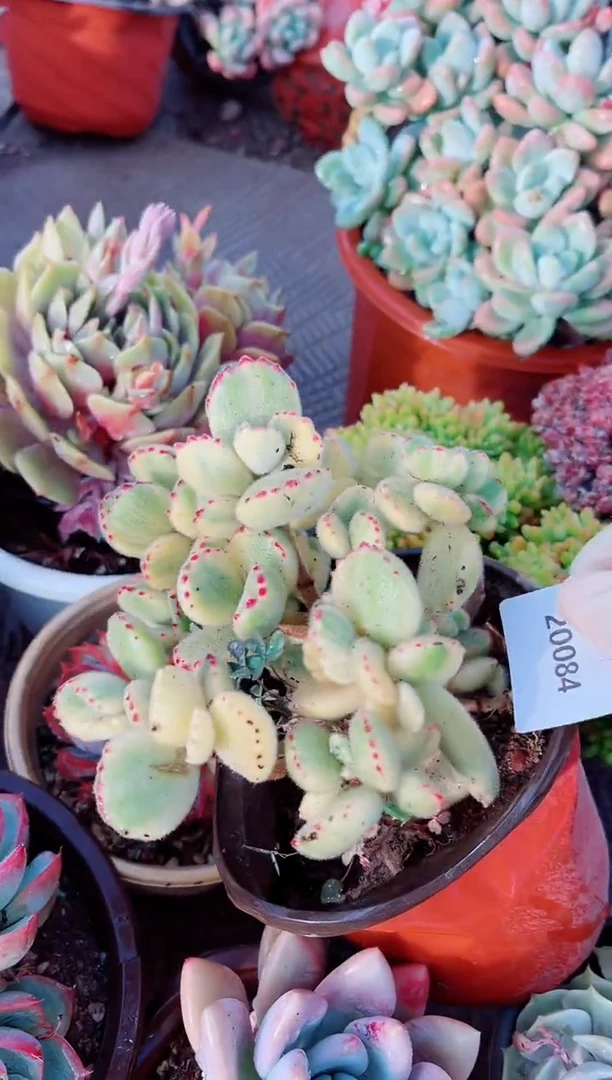 20084多肉植物一物一拍