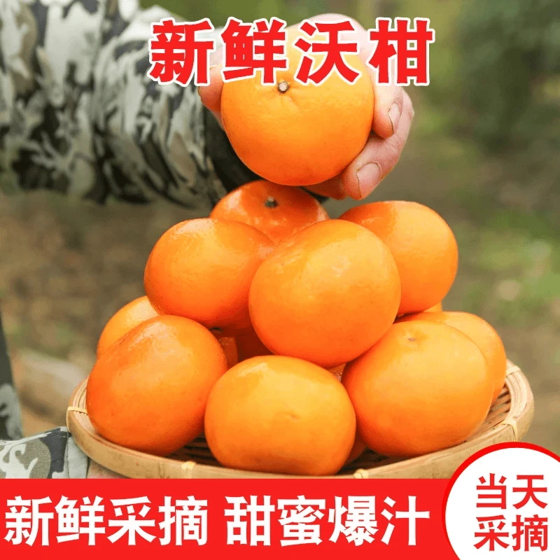 广西武鸣沃柑果园现摘柑橘子爆甜爽口酸甜多汁水整箱发货送开果器