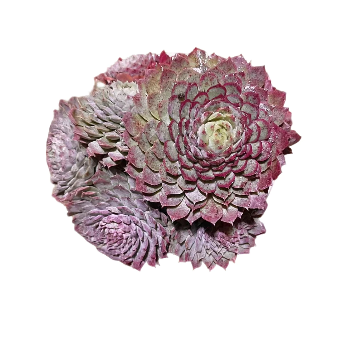 仙桃保三头发货 多肉植物 (满18包邮 直播间展示为准)