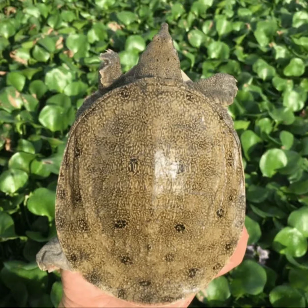 【外塘冷水母甲鱼苗】外塘生态鱼养殖鳖苗鲜活团鱼水鱼养殖
