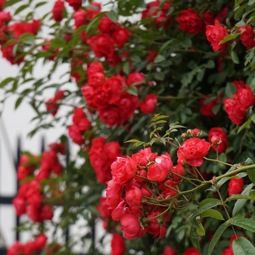 1.6-1.7米红木香特大苗爬藤月季庭院花卉大花耐寒四季蔷薇花苗