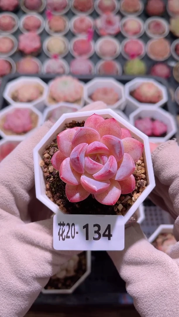 【闪购商品】20-134糖心