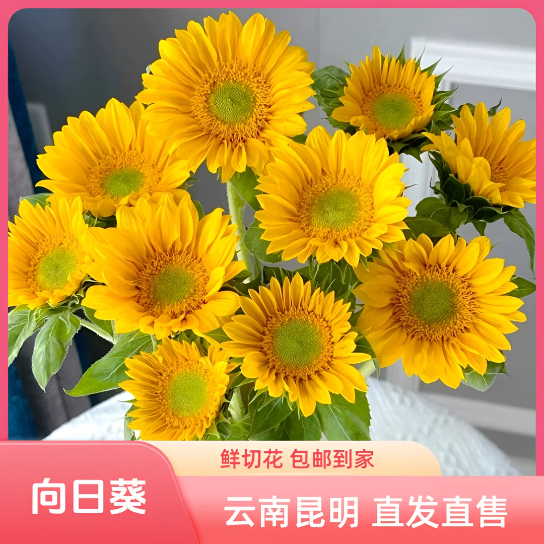 绿心向日葵云南昆明基地鲜花公主室内水养家用基地直发直售鲜花