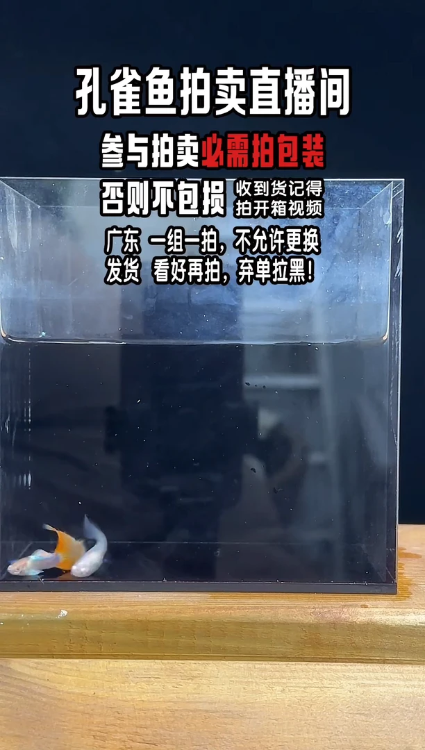 孔雀鱼欧翼火烧云1对