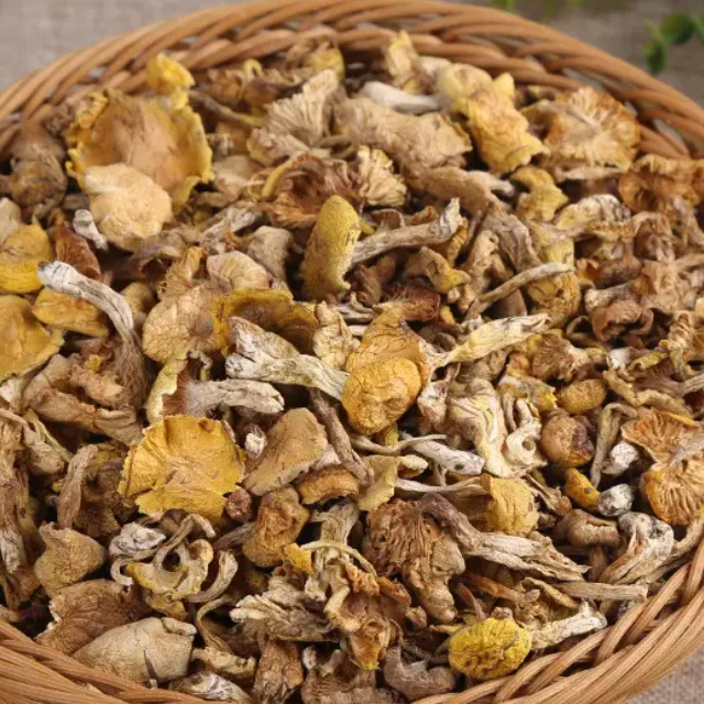 长白山落叶松蘑滋补