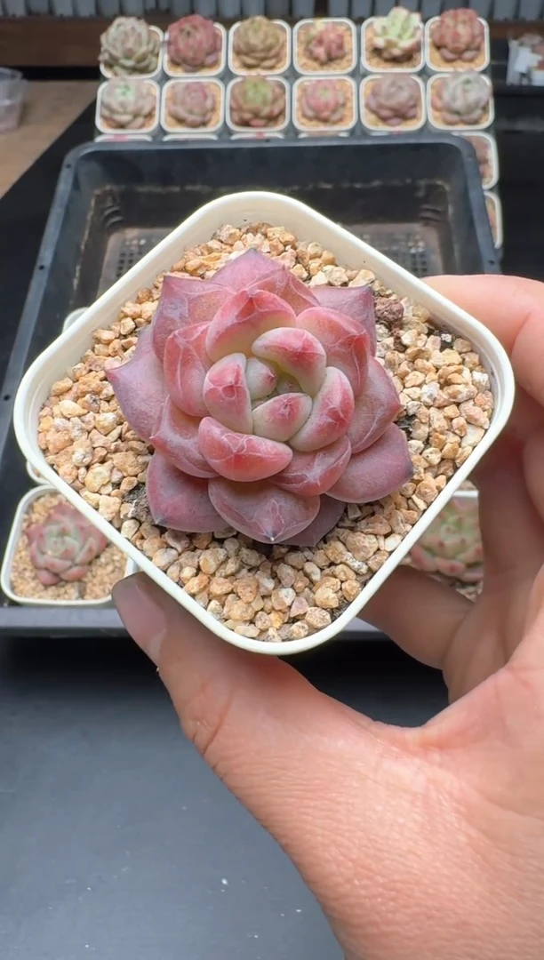 【闪购商品】430A号一物一拍多肉花卉植物拍3颗起发