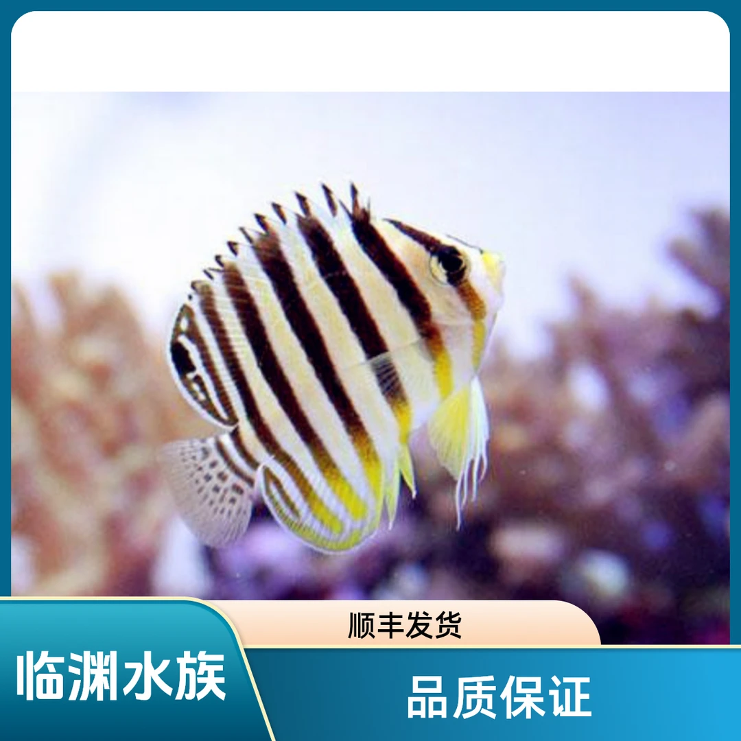 十一间仙  十一哥  海水鱼  顺丰发货  开箱报损