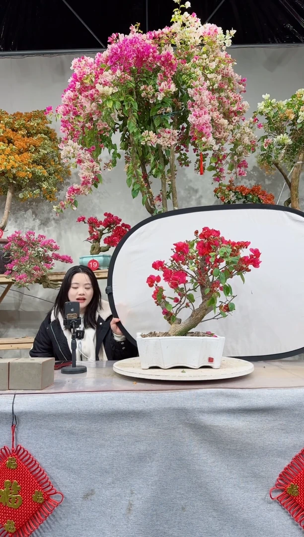 【闪购商品】盆景四季同安红