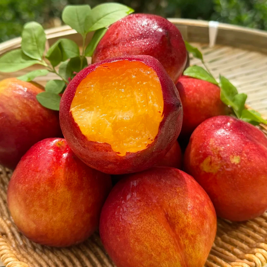 麻点黄肉油桃【高品质】山西应季水果新鲜现摘现发脆软两吃香甜爆汁