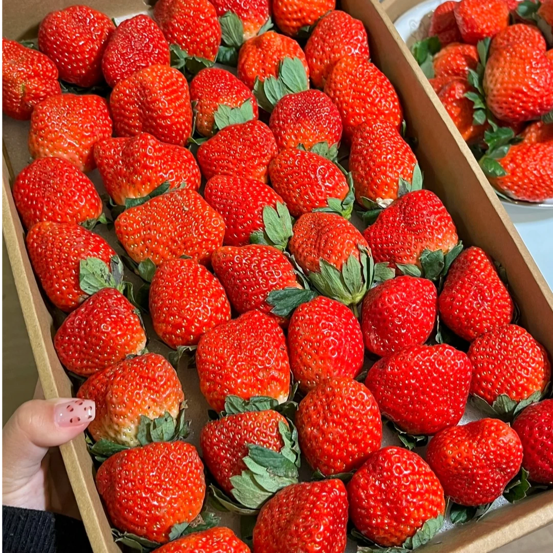 【三斤果王】安徽红颜奶油精选草莓扁果畸形果原产地直发包邮