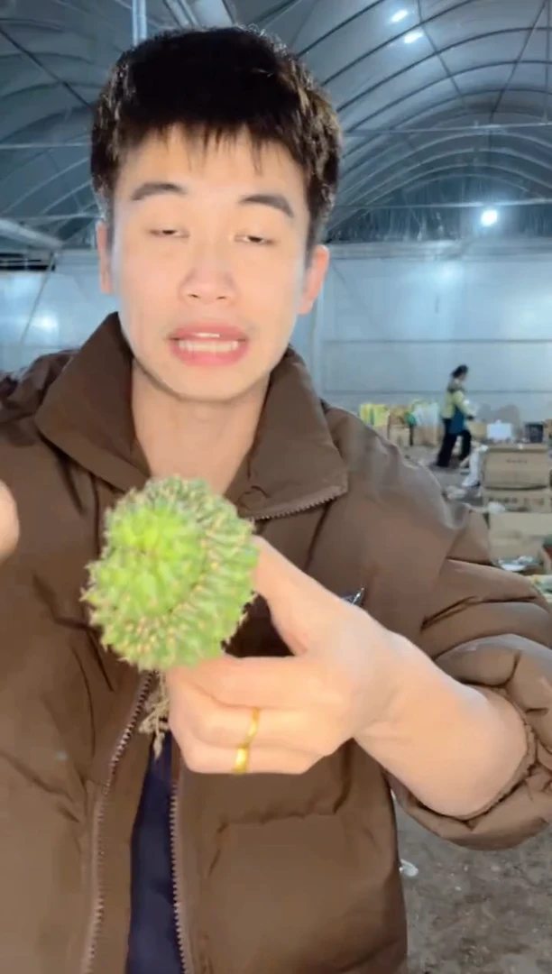 【闪购商品】5颗  翠晃冠缀化 4-6cm