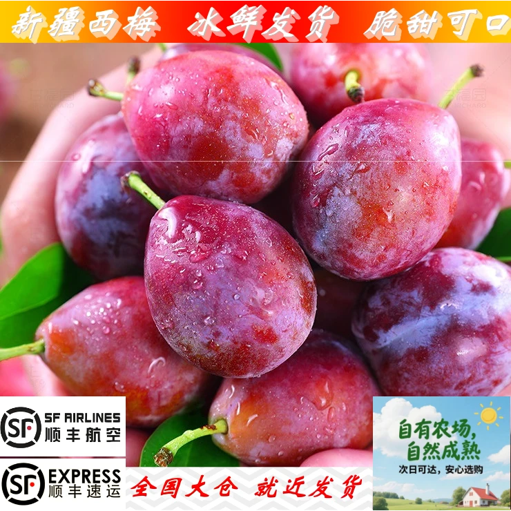 新疆喀什应季鲜果纯正法兰西西梅冰鲜发货顺丰包邮脆甜可口多汁