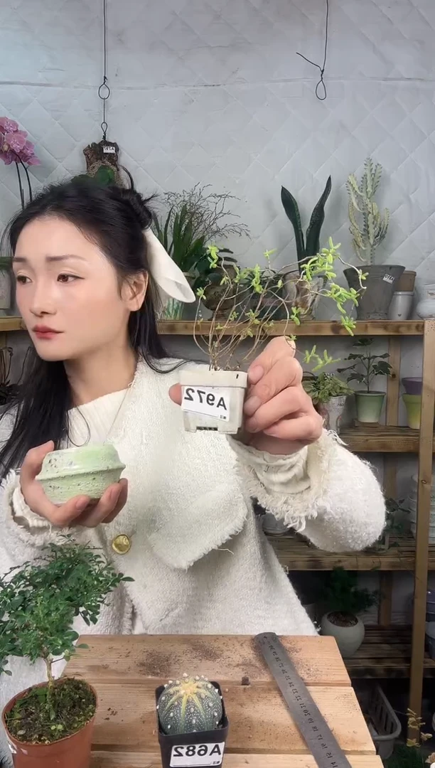 无花朵972枝干番杏育苗盆