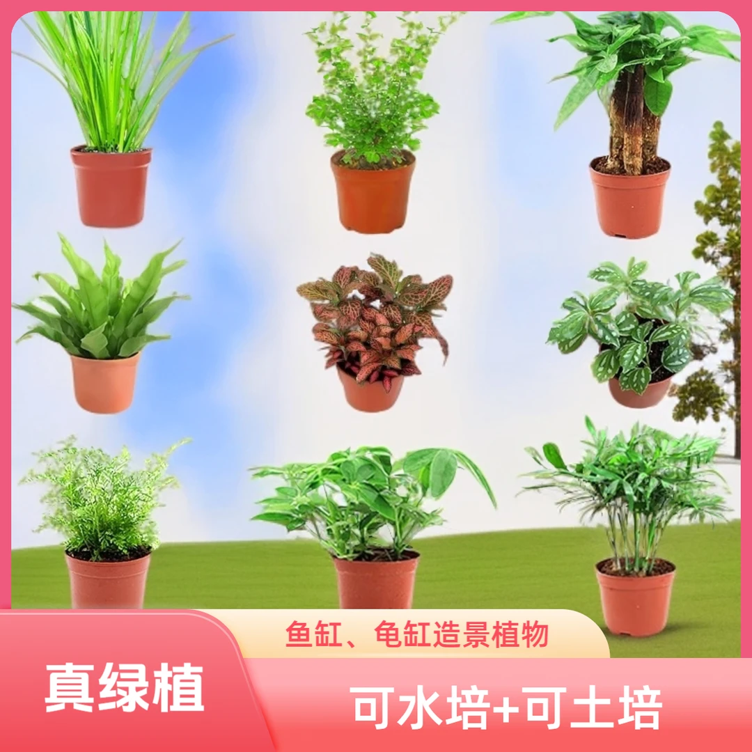 鱼缸乌龟缸造景水培土培植物绿植常青绿萝好养办公桌面