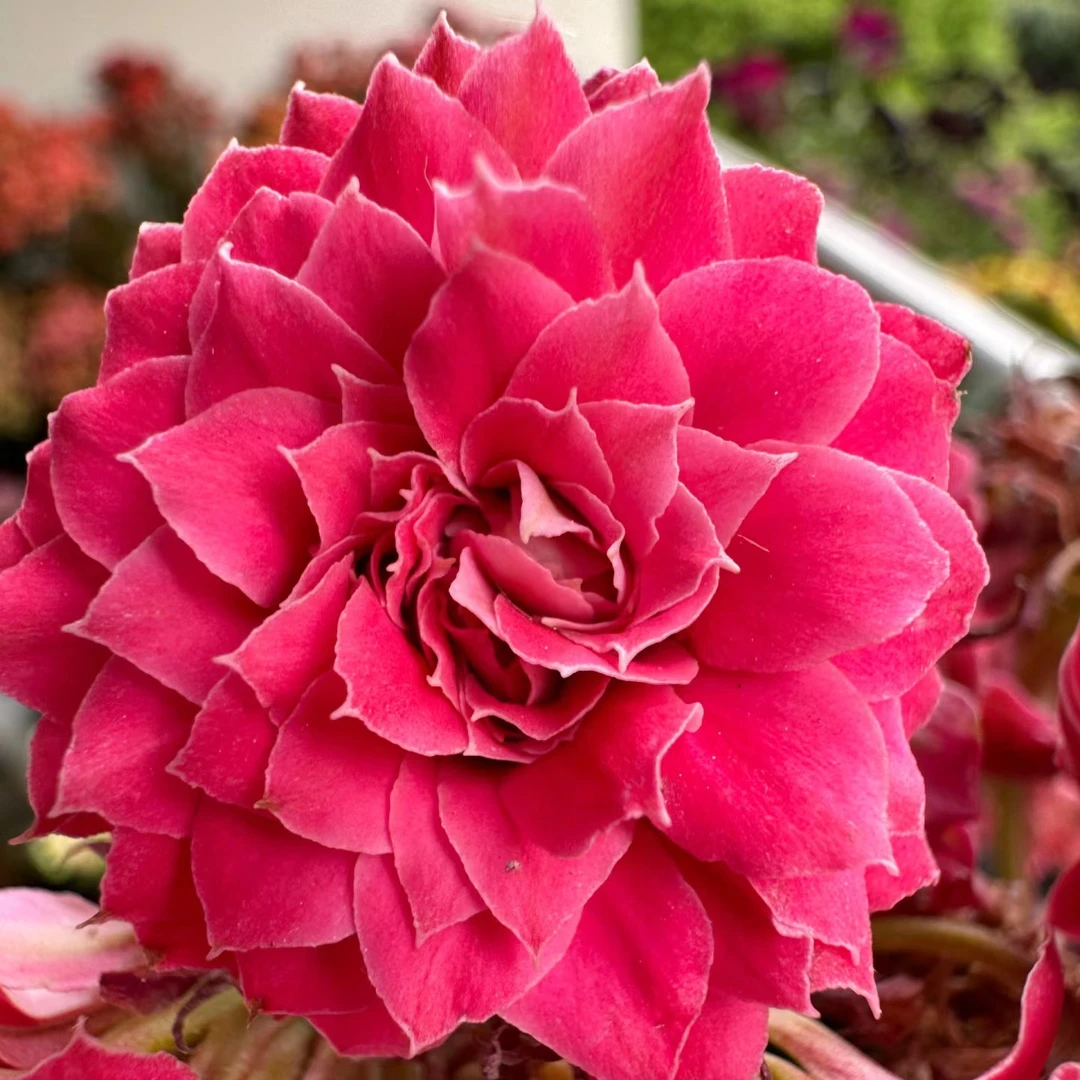 （步步生花130盆） 基地直发一代长寿 稀有大花 室内懒人花