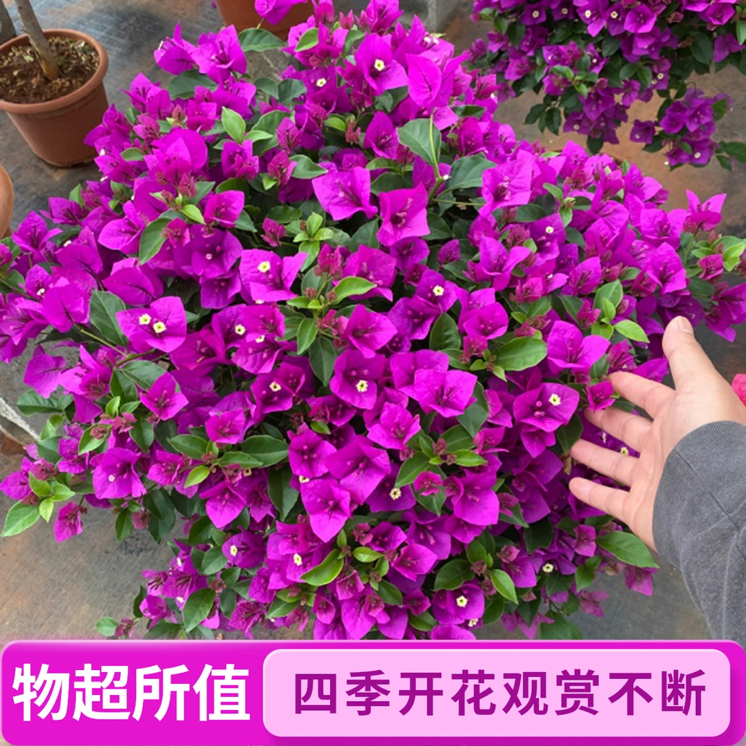 【三角梅粗杆盆栽四季开花耐寒耐热（掉花掉叶换盆不售后，介意慎拍