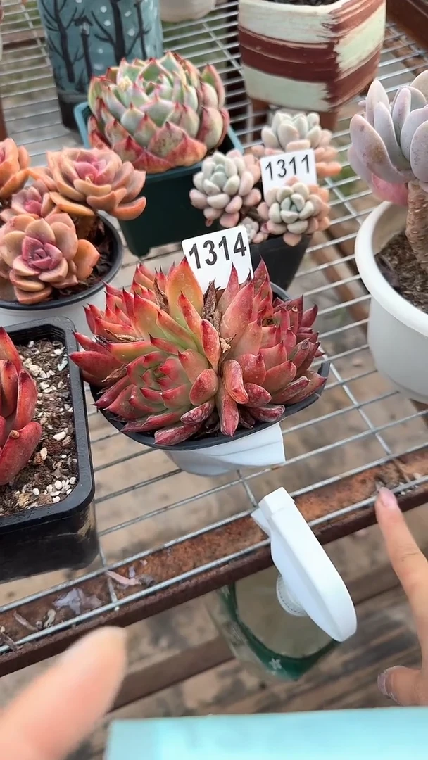 【闪购商品】1314东云