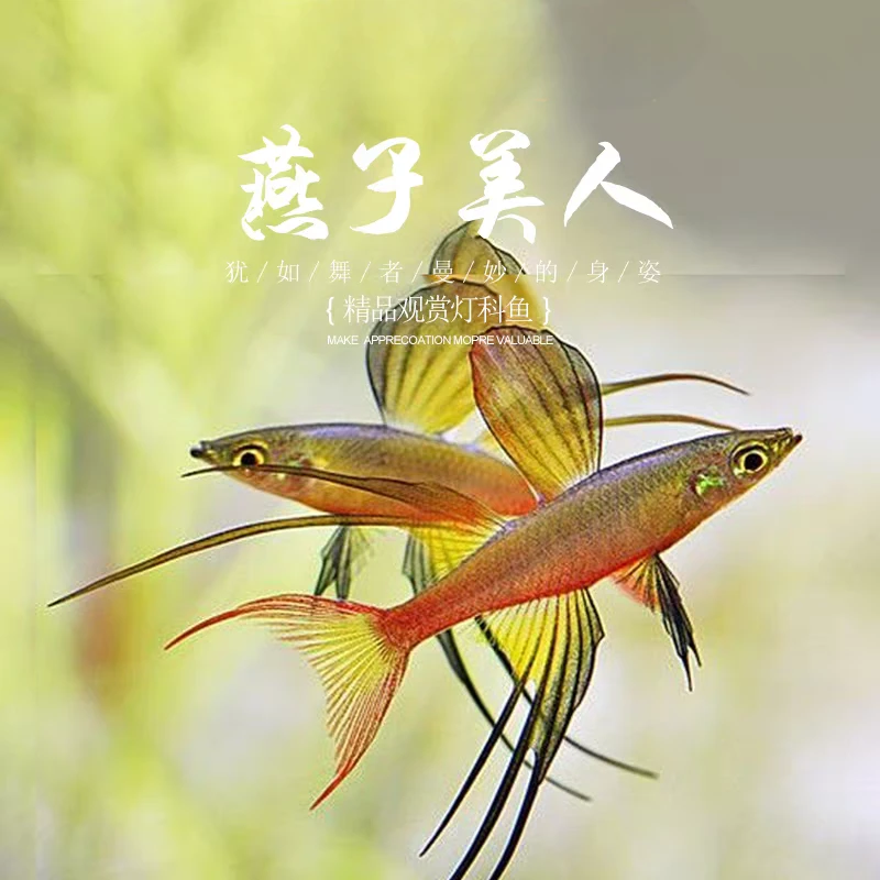 小型热带观赏鱼 灯科鱼 燕子美人 好养易活草缸搭色