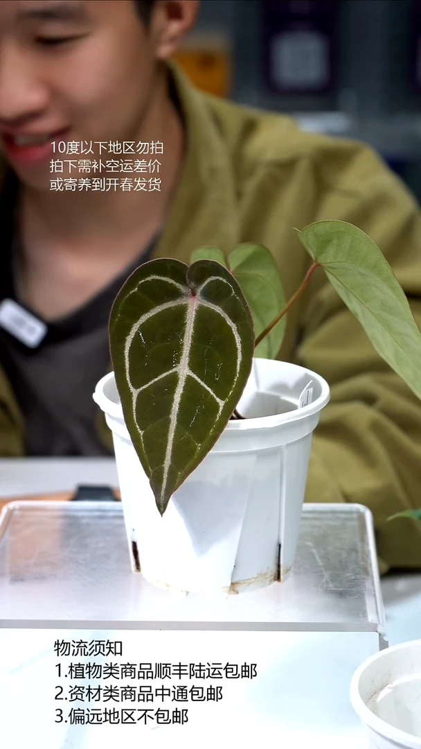 完全开放黑水晶*SKG 02