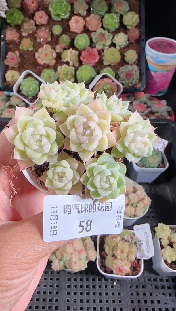 1118-58群生不包整