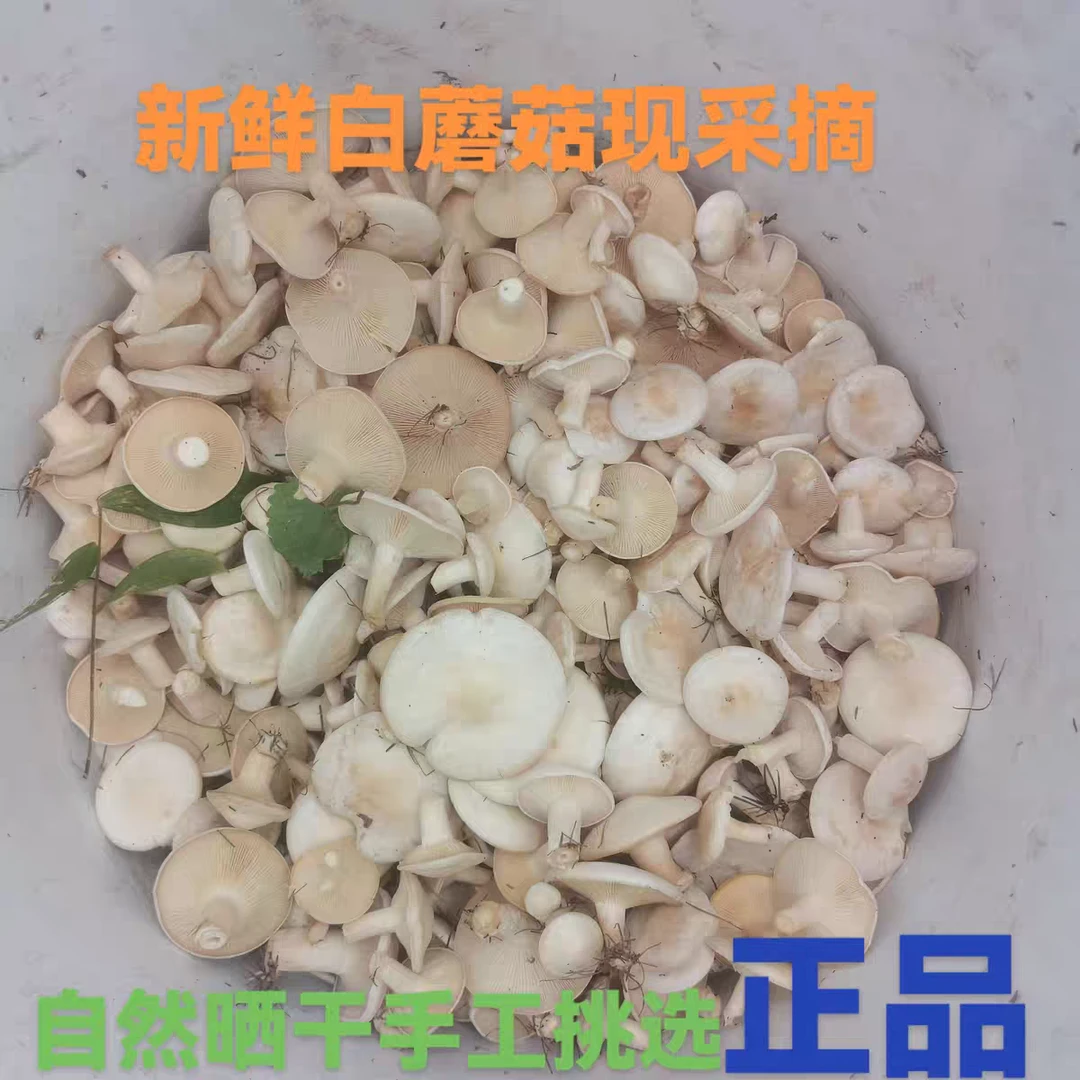 一宁家乡新品干品小白蘑草原白蘑菇包邮