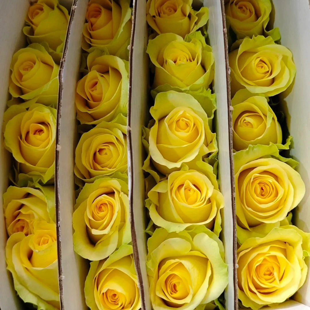 【鲜花次日达】浪漫沙滩玫瑰家居养花插花新疆生活鲜花全场顺丰包邮送货上门今天拍明天到