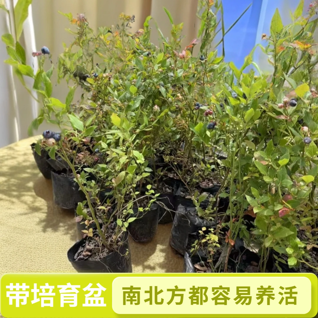 蓝莓盆栽树苗两株南北可种适合阳台庭院种植