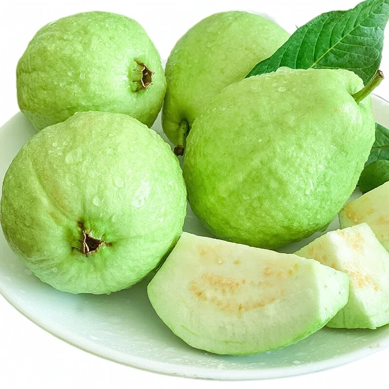 广西时令新鲜水果芭乐现摘脆甜爽口清甜多汁低糖番石榴应季老树果