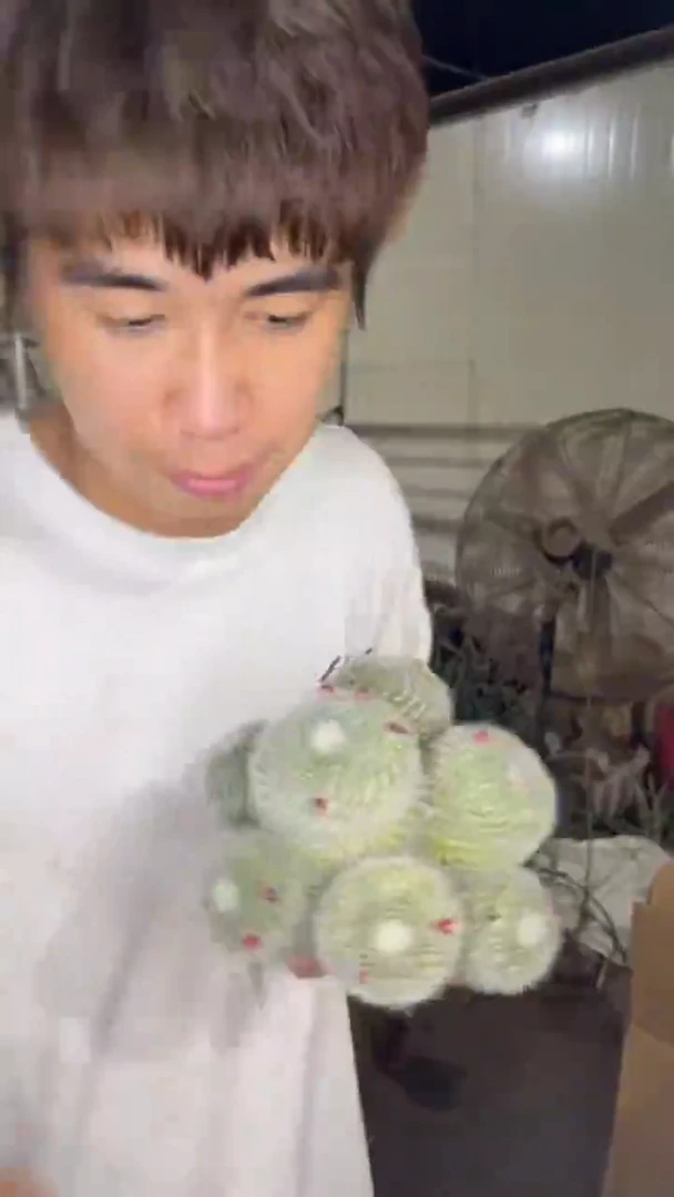 14-18cm 多头 玉翁【实生根】