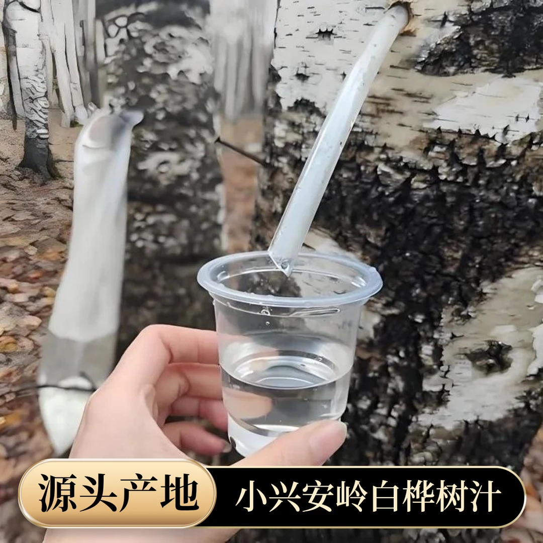 小兴安岭伊春原产野生枫桦树汁原液未加工枫桦水原汁夏日必备饮品
