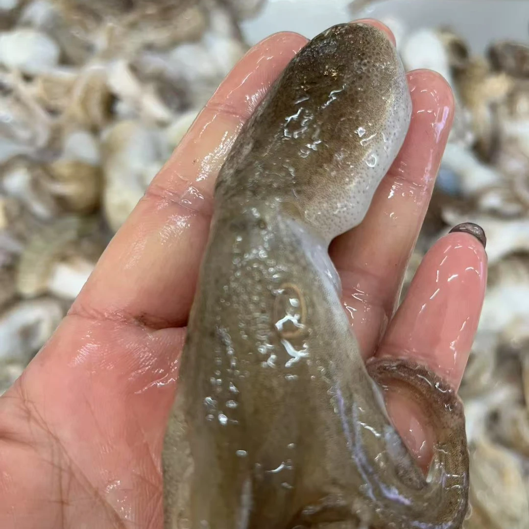 通货八带保鲜不包活