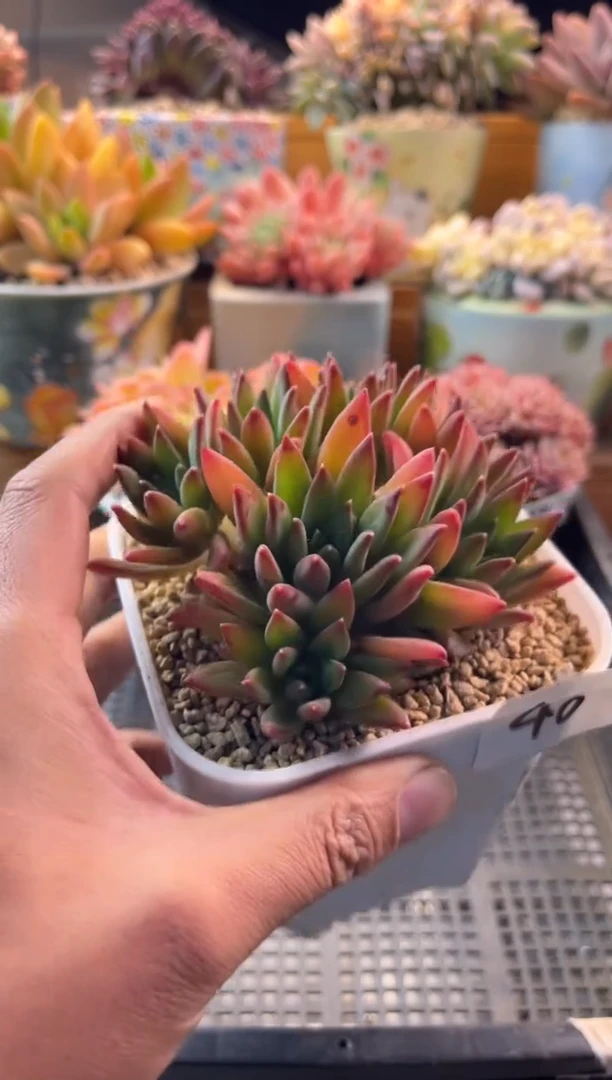 11.23-40皮卡丘11111111111