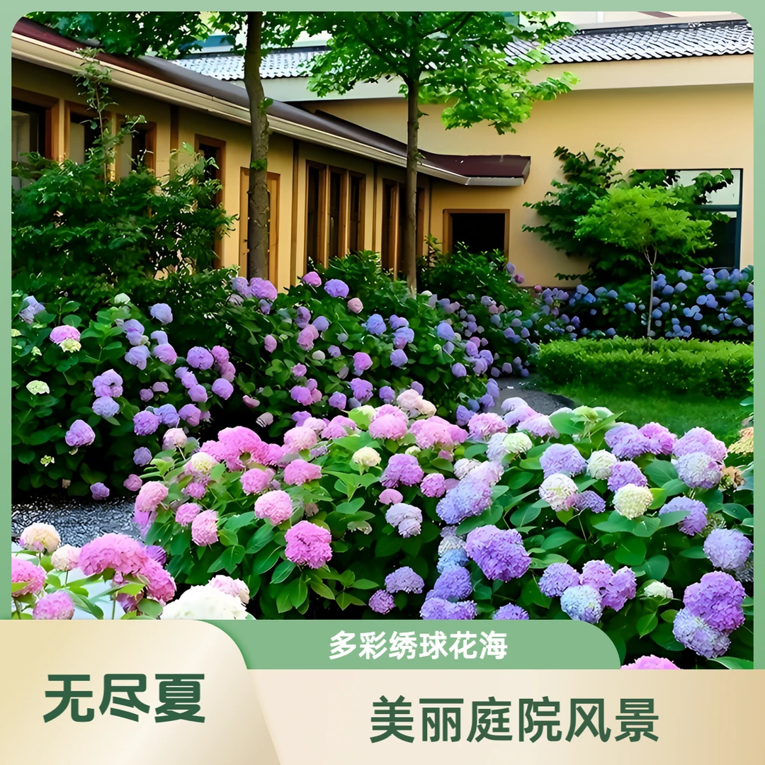 【变色大师无尽夏】带盆带土四季开花植物室内庭院易养活