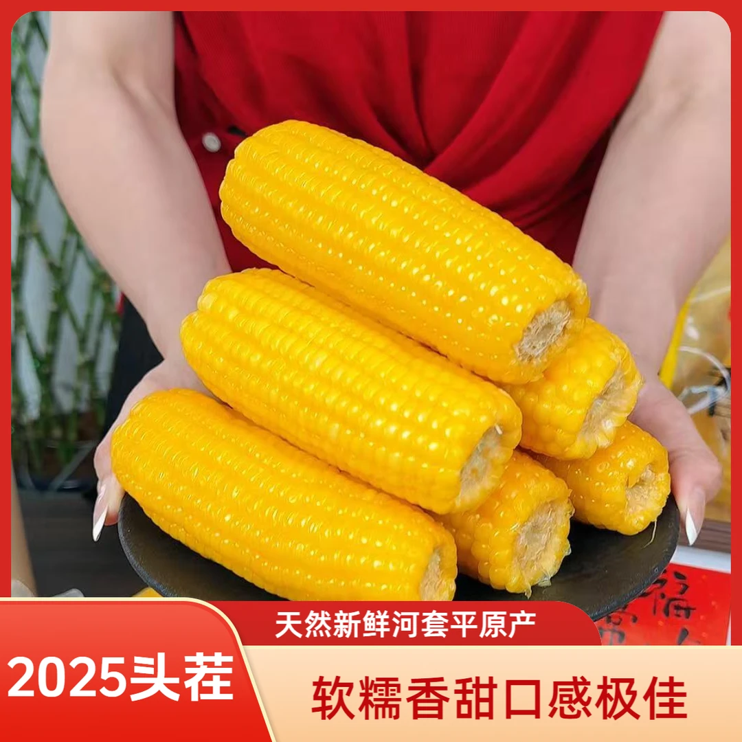 辛家裕【甜糯玉米】内蒙古玉米真空锁鲜 软糯香甜营养早餐4支-8支