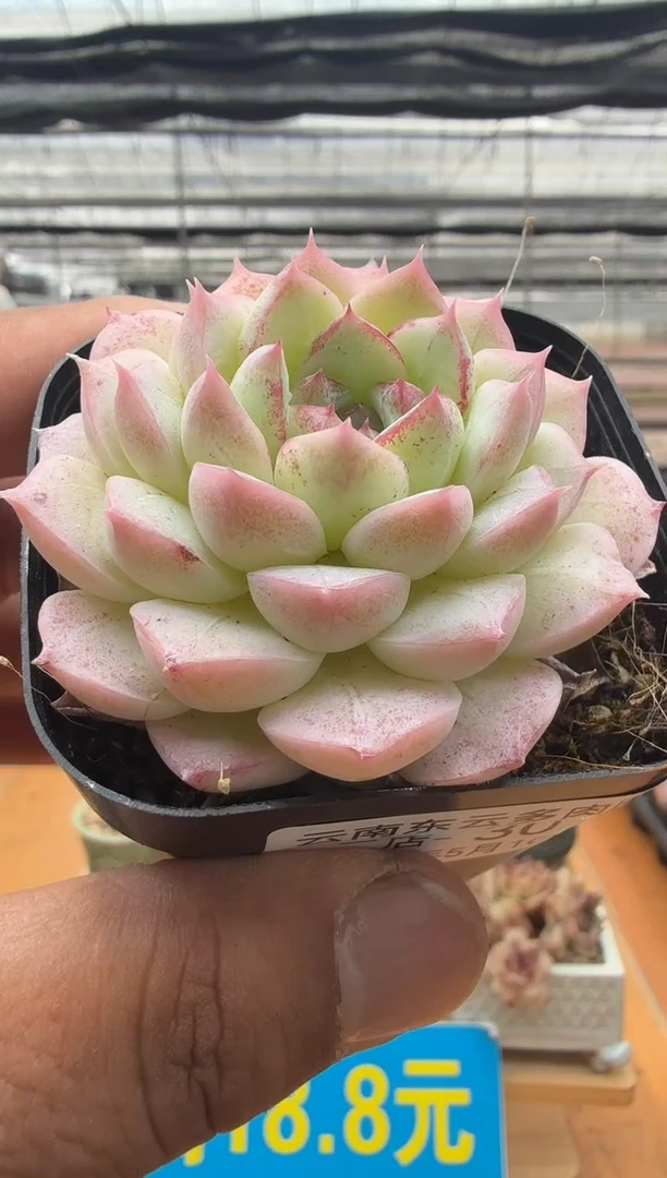 东云多肉园二店-30