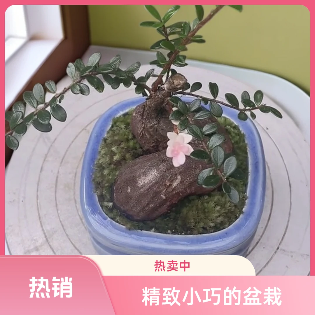 腾冲网红树萝卜五翅梅