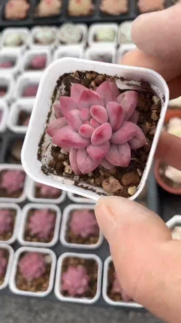 【闪购商品】五方车厘子多肉