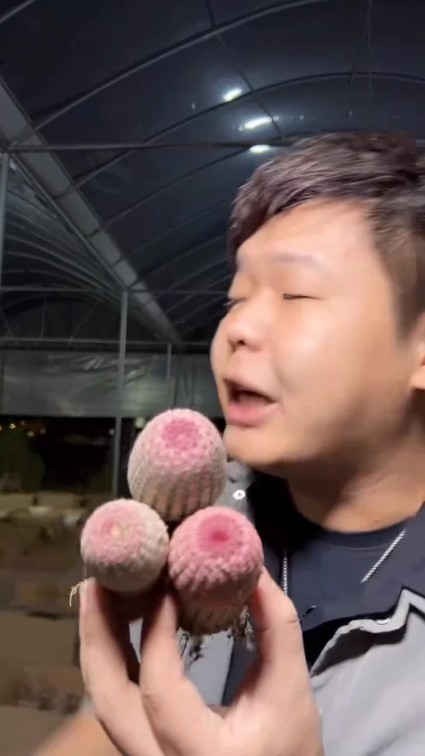 3颗 实生根 单头 红太阳