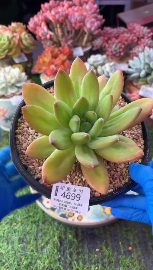 昆明印象多肉4699