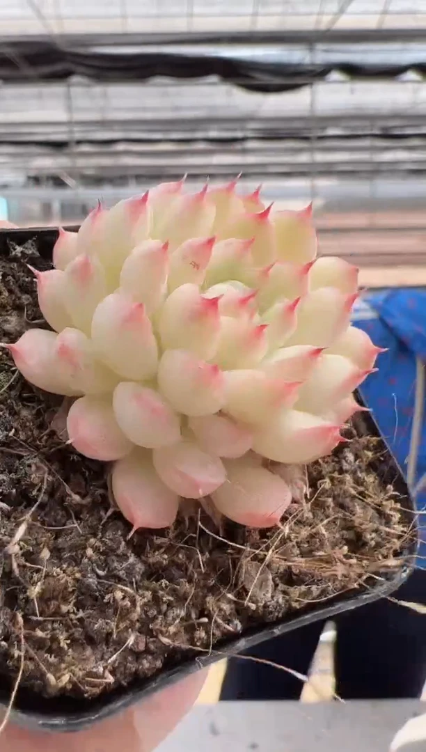 【闪购商品】新款多肉-214